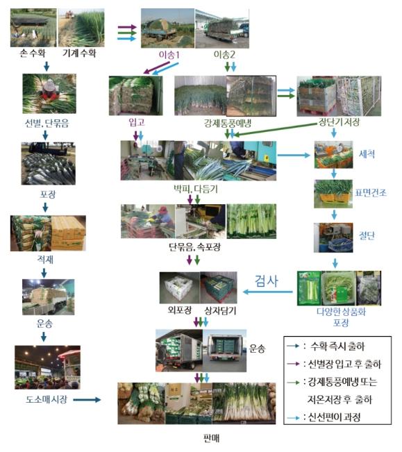 농촌진흥청, 대파 뿌리째 필름 포장했더니 '5주 지나도 신선하네' 기사 이미지
